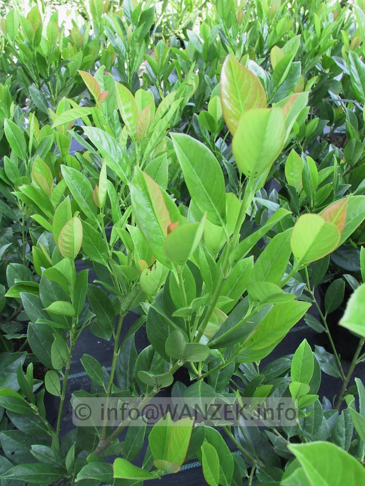 Prunus laurocerasus Mano - jung.jpg